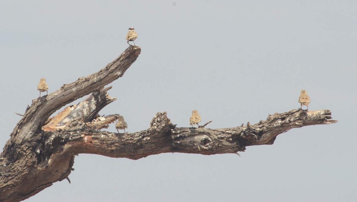 Chestnut-headed Sparrow-Lark - ML622239345