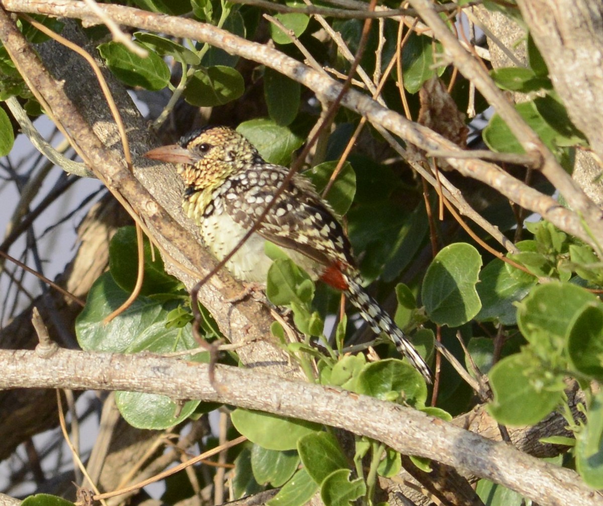 D'Arnaud's Barbet - ML622239363