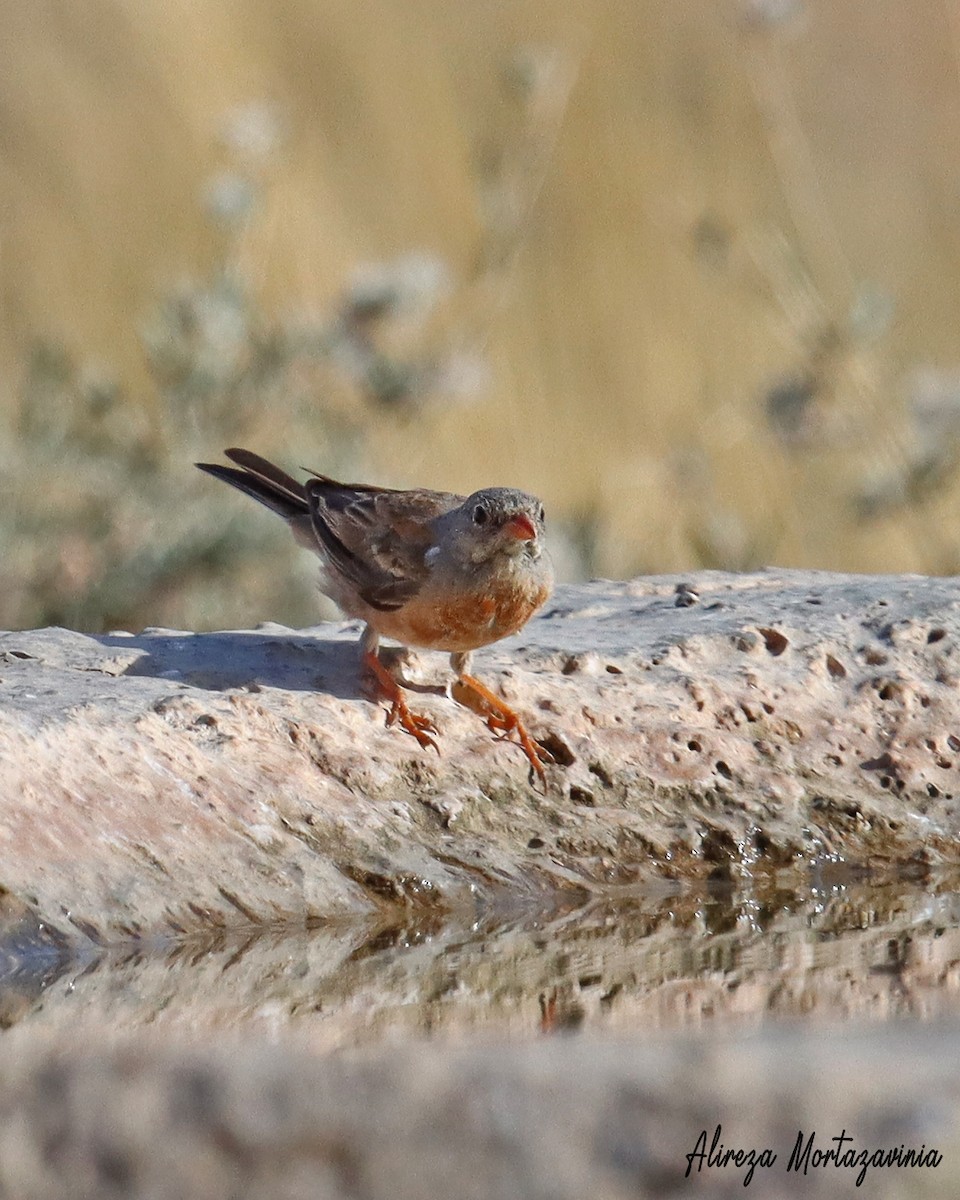 Gray-necked Bunting - ML622239382