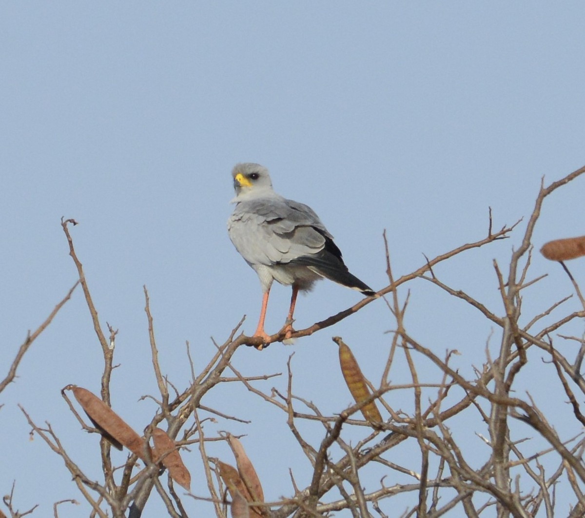 Eastern Chanting-Goshawk - ML622239384