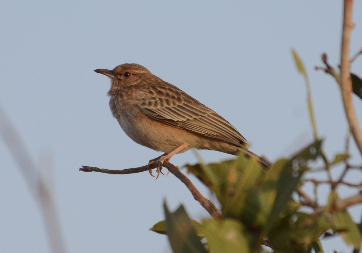 Pink-breasted Lark - ML622239394