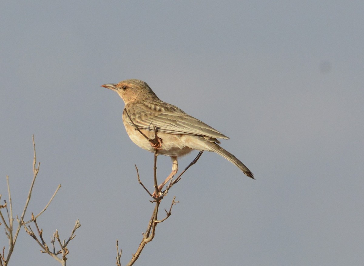 Pink-breasted Lark - ML622239395