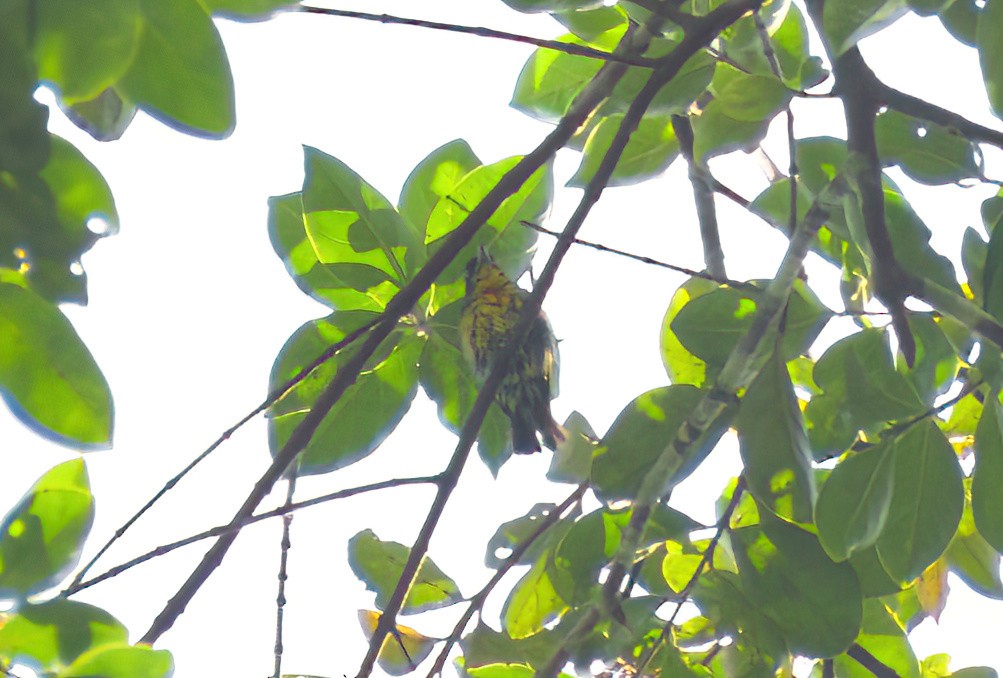 flowerpecker sp. - ML622239430