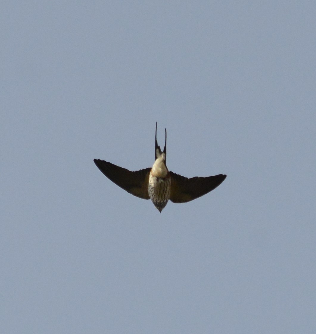 Lesser Striped Swallow - ML622239447