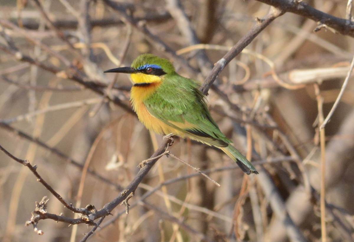 Little Bee-eater - ML622239457