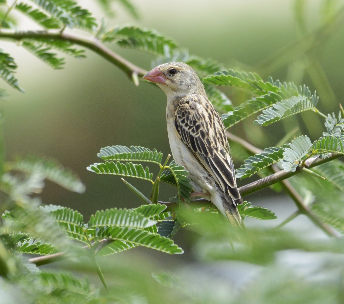 Red-billed Quelea - ML622239480