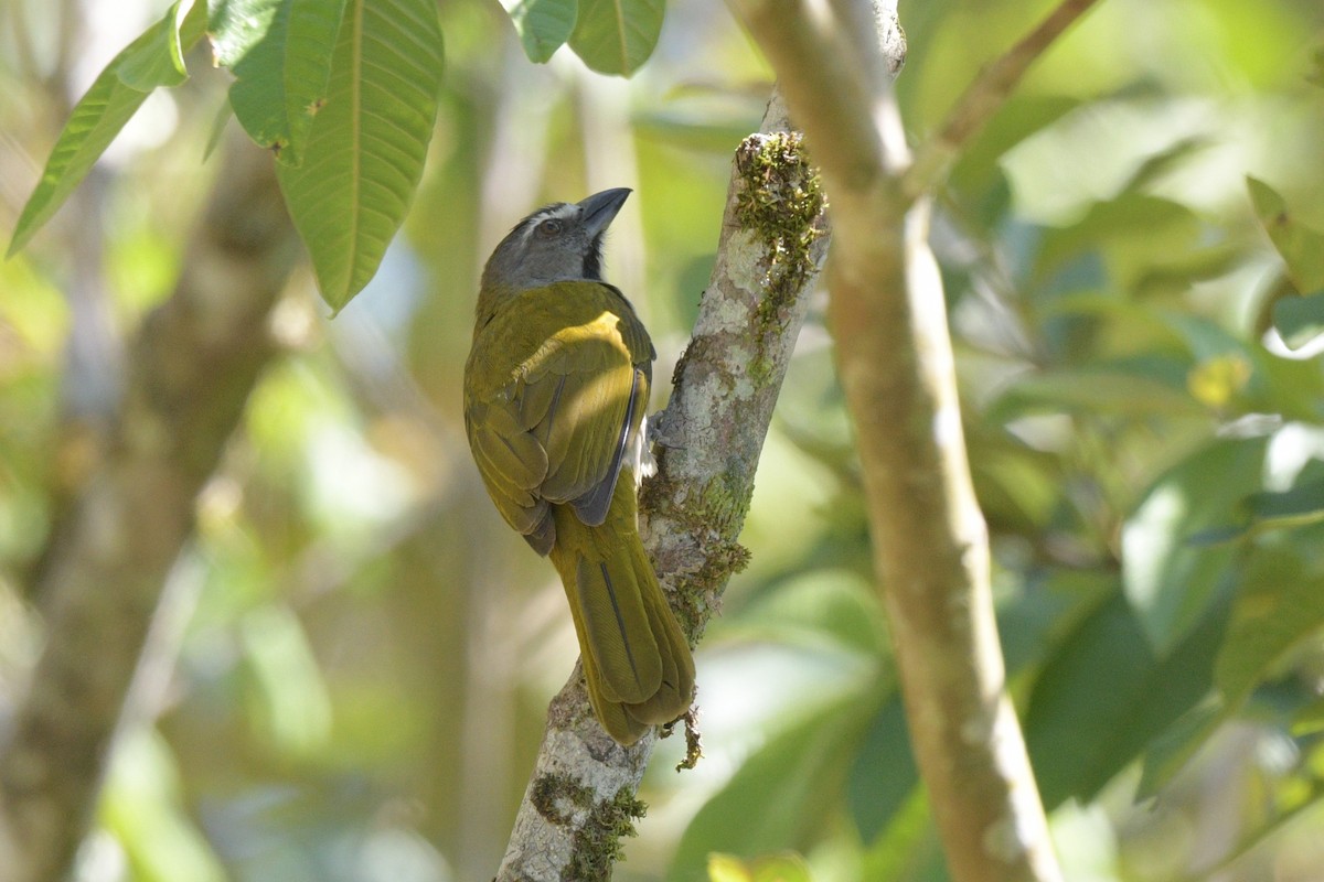 Buff-throated Saltator - ML622239486