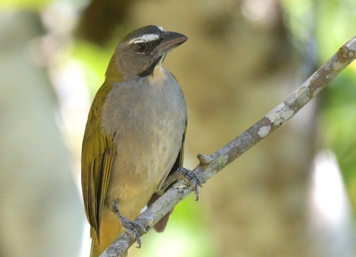 Buff-throated Saltator - ML622239487