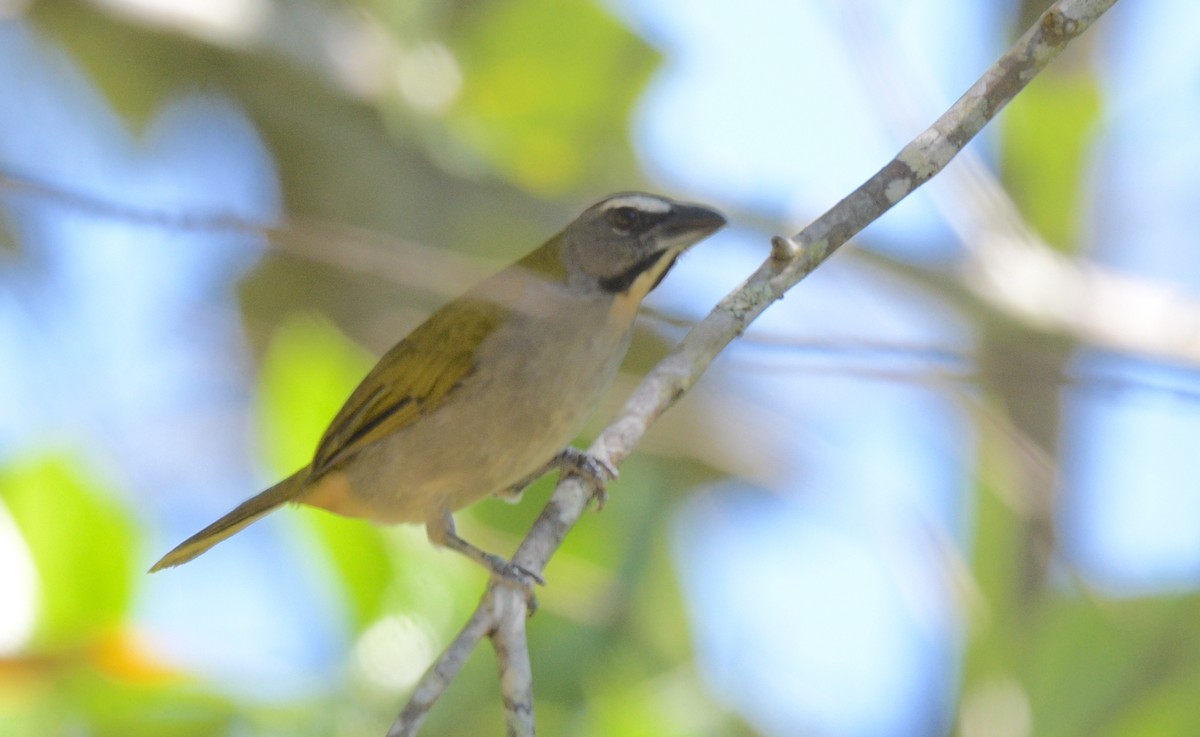 Buff-throated Saltator - David Swain