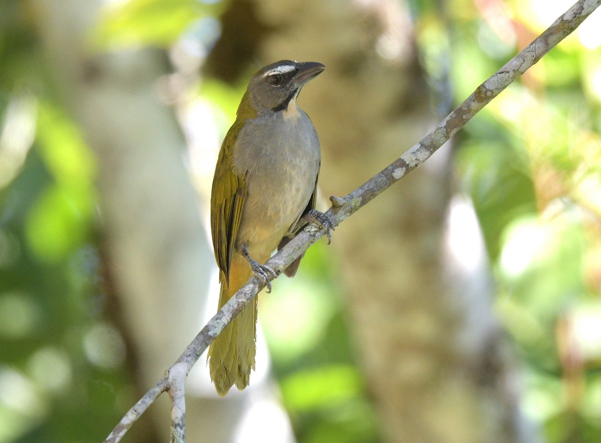 Buff-throated Saltator - David Swain