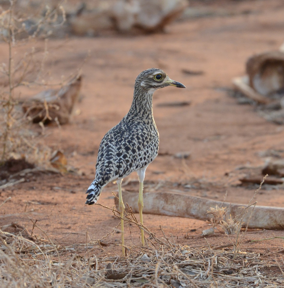 Spotted Thick-knee - ML622239498