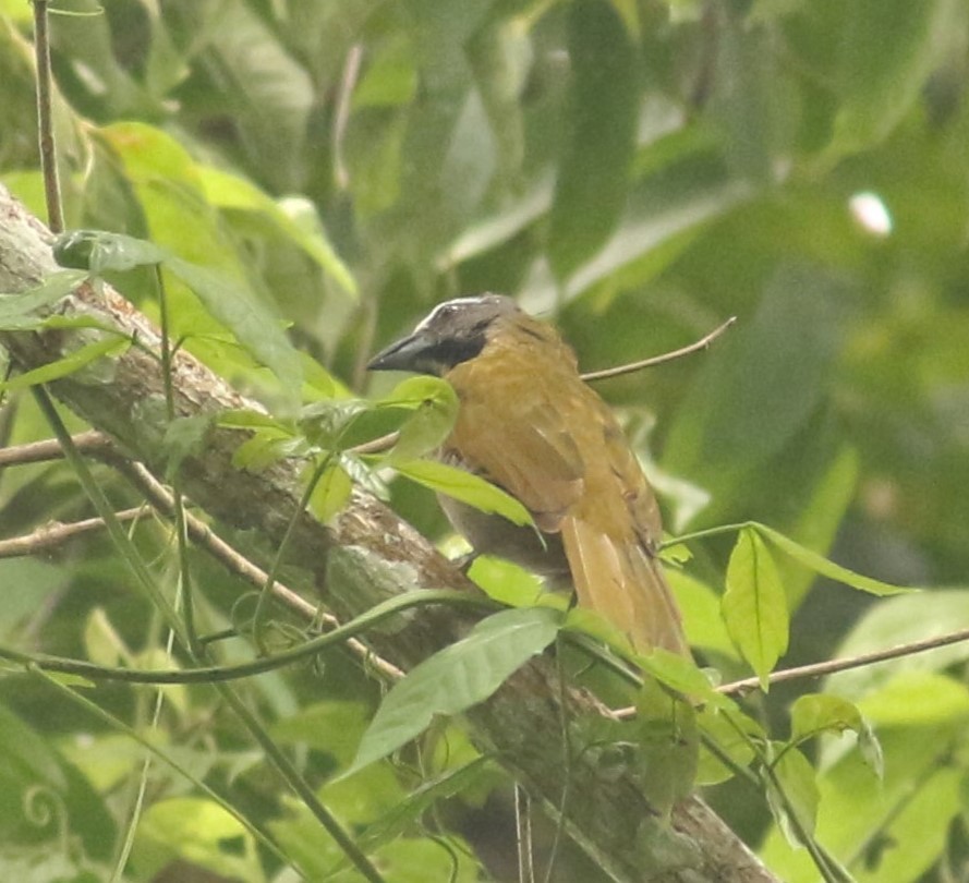 Buff-throated Saltator - ML622239552