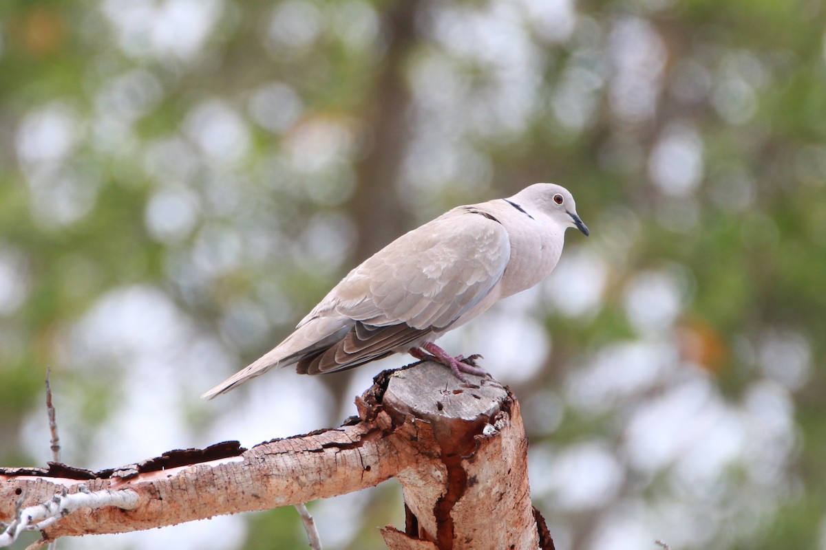 Eurasian Collared-Dove - Wen & Steve Rockoff