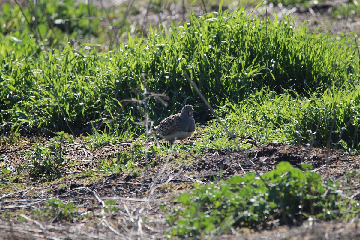 Gray-breasted Seedsnipe - ML622239612