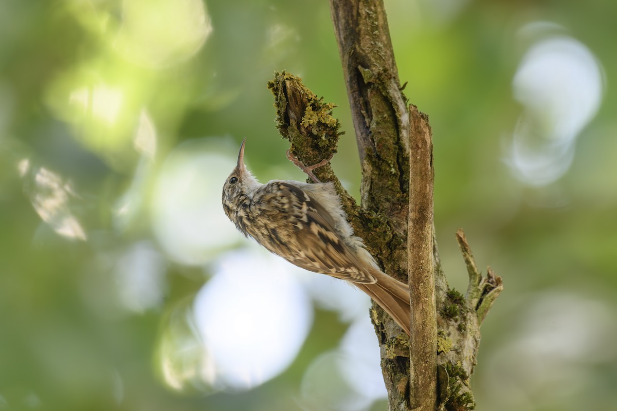 Short-toed Treecreeper - ML622239692