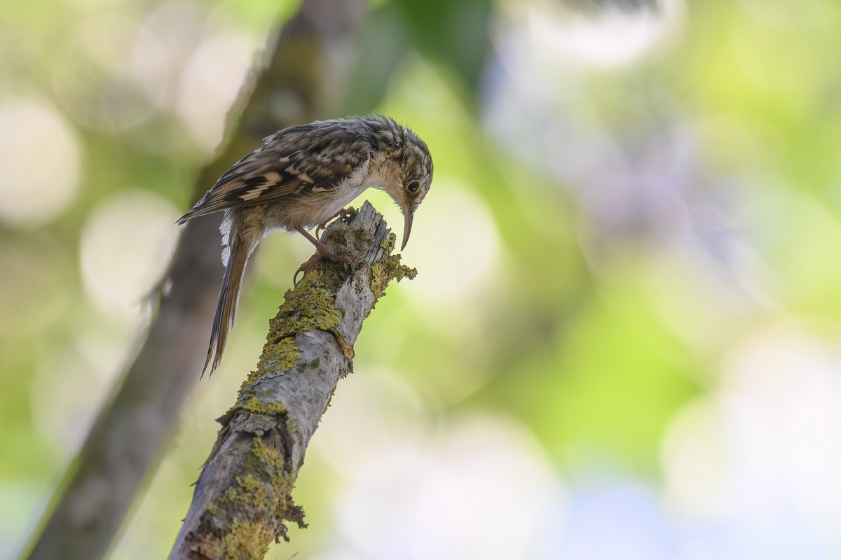 Short-toed Treecreeper - ML622239806