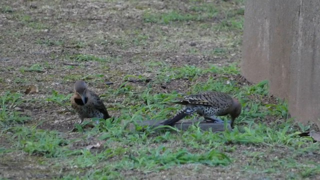 ハシボソキツツキ（auratus／luteus） - ML622239827