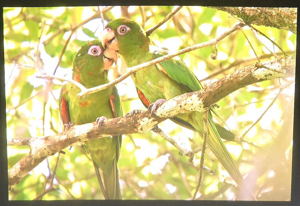 ホシメキシコインコ - ML622239853