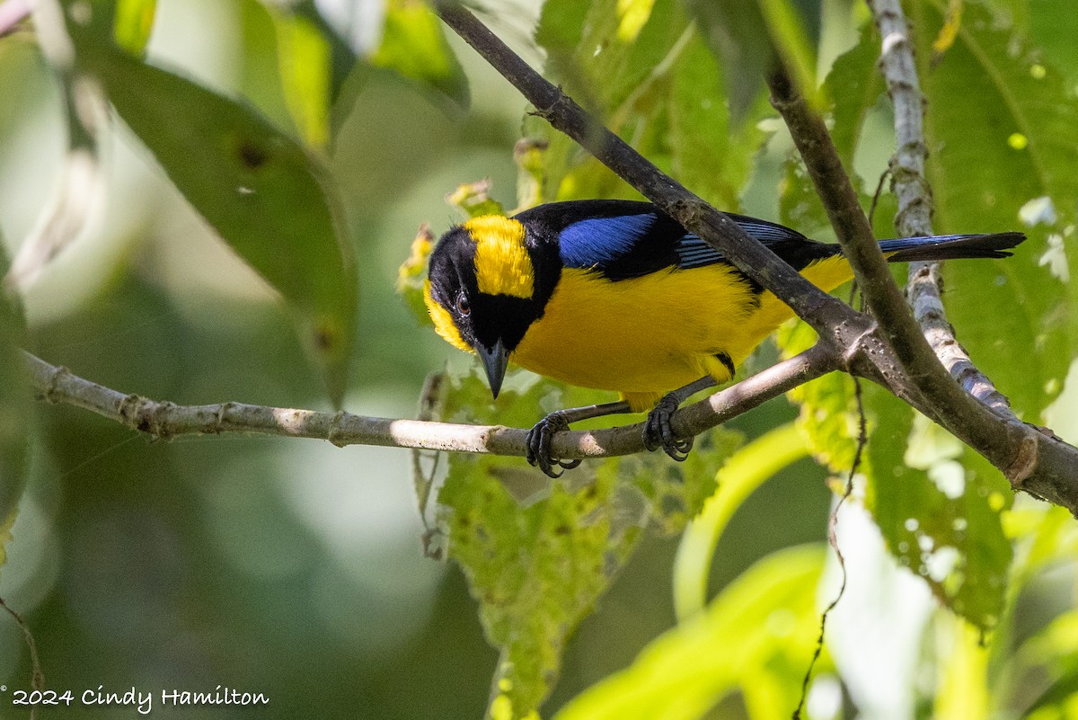 Blue-winged Mountain Tanager - Cindy Hamilton