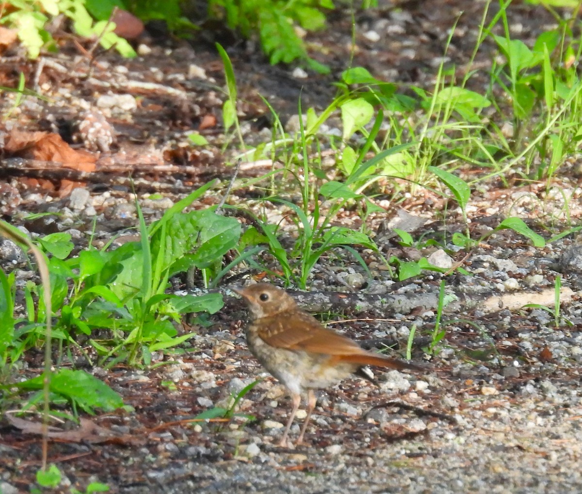 Hermit Thrush - meade cadot