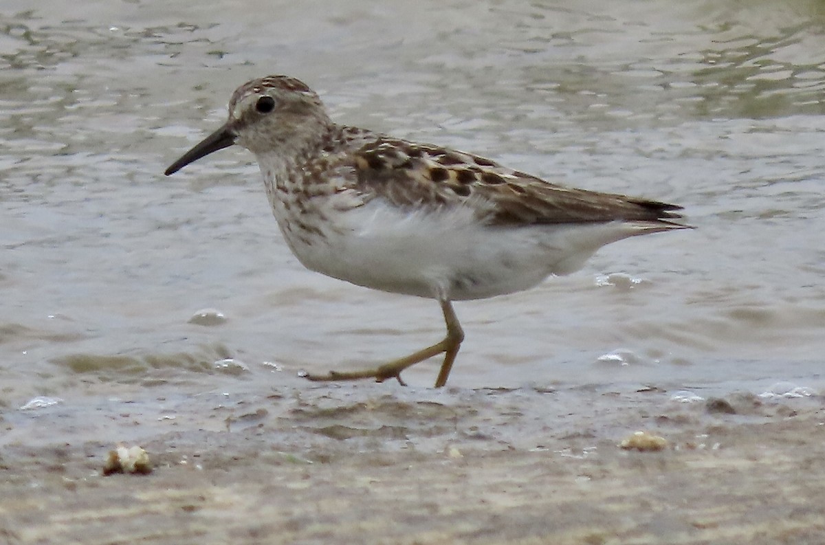 Least Sandpiper - Micky Louis