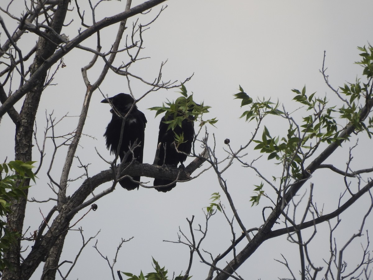 Chihuahuan Raven - ML622239977
