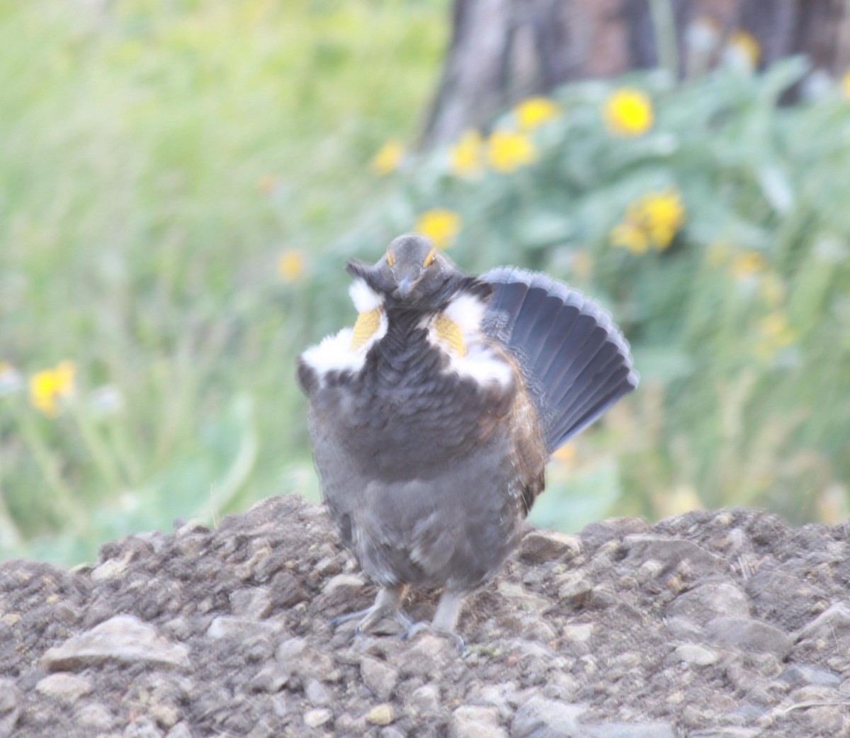 Sooty Grouse - ML622239981