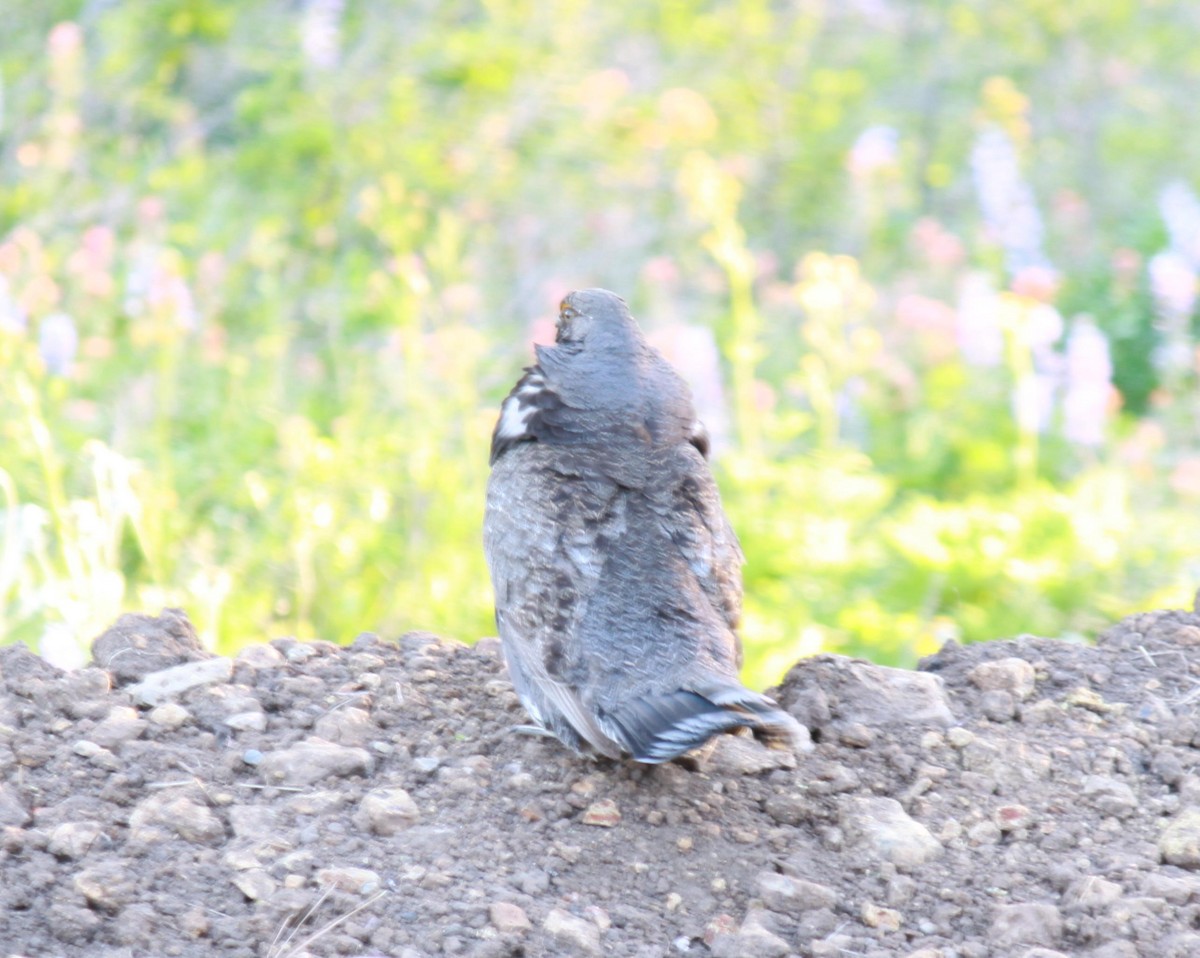 Sooty Grouse - ML622239982