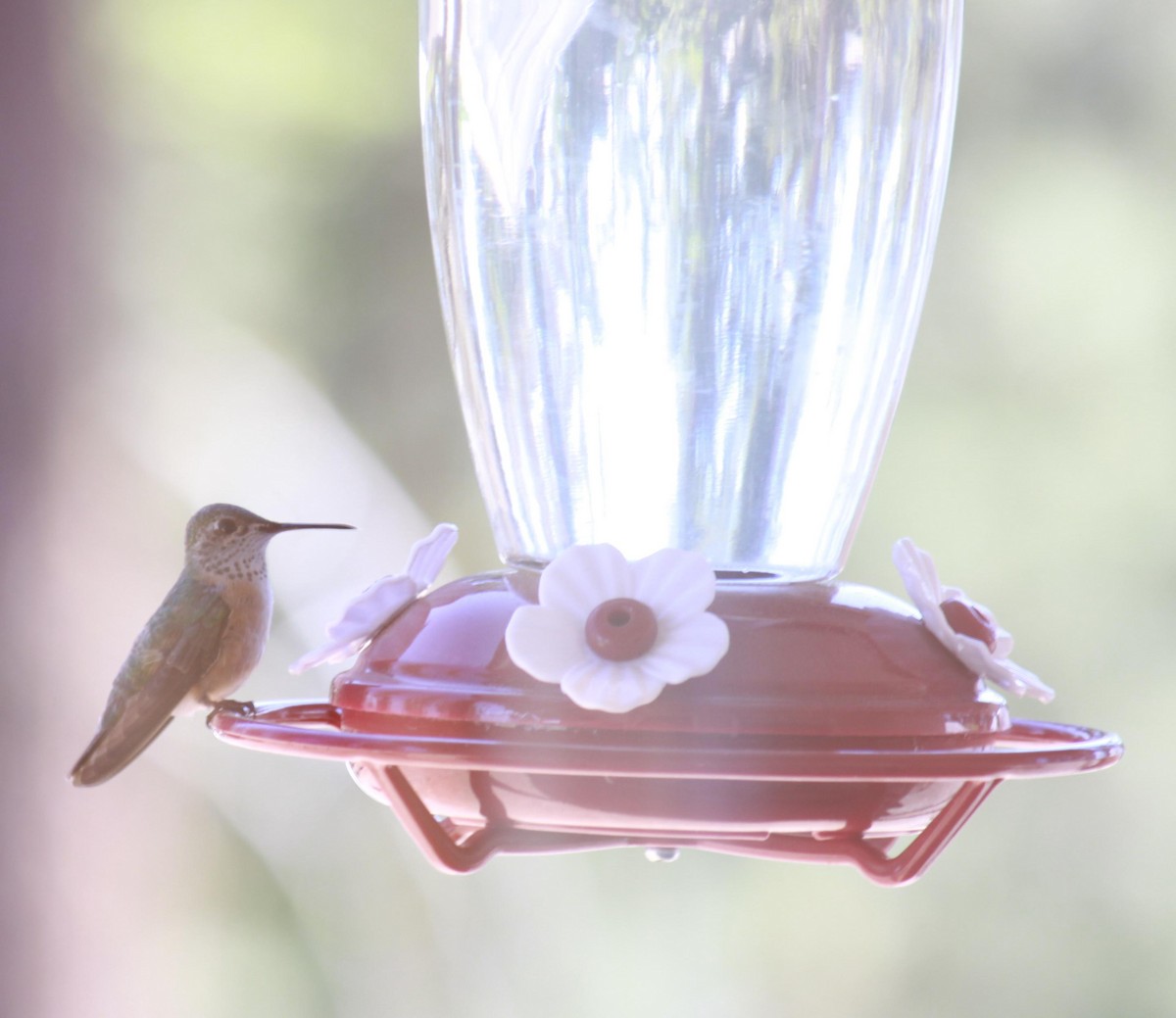 Calliope Hummingbird - ML622240012