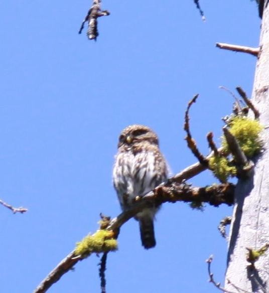 Northern Pygmy-Owl - ML622240016