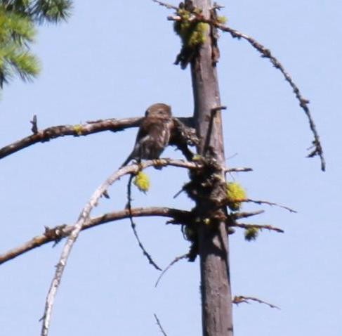 Northern Pygmy-Owl - ML622240020