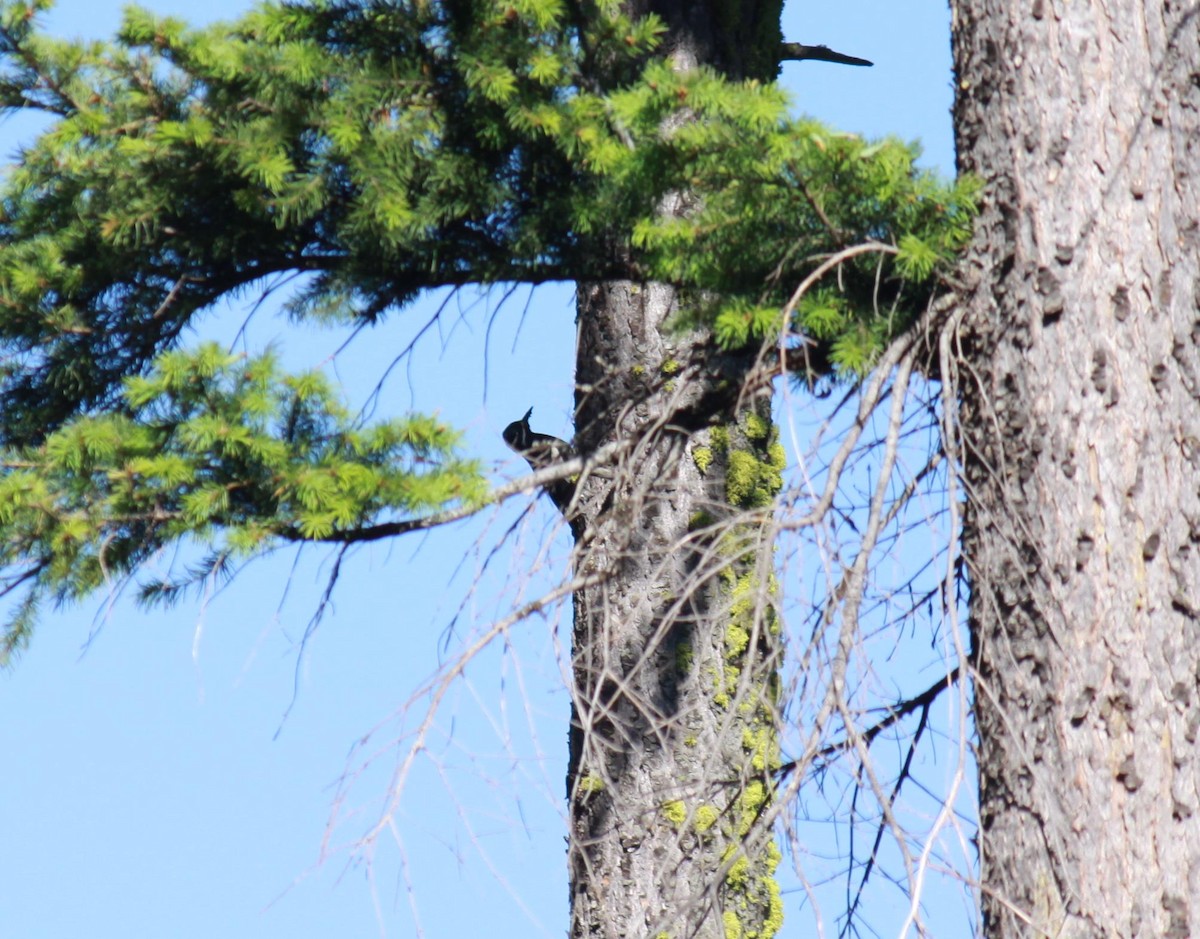 Hairy Woodpecker - ML622240041