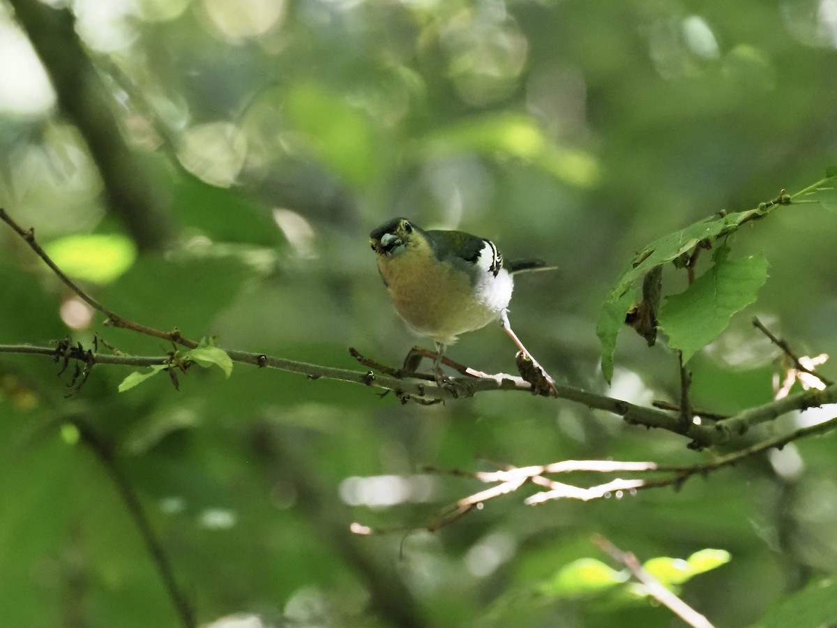 Madeira Chaffinch - ML622240043