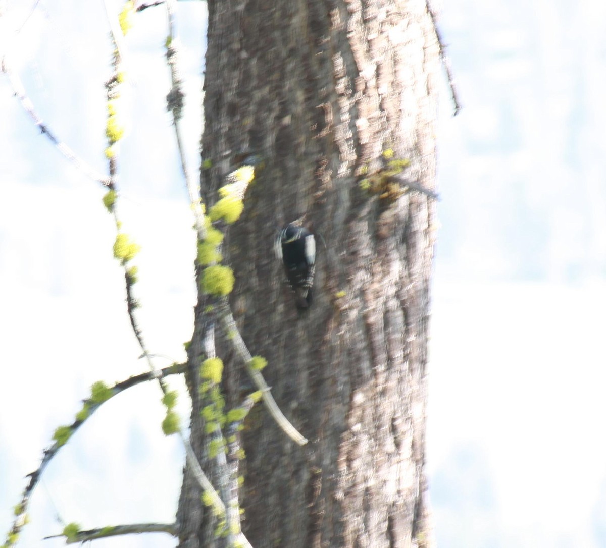 Hairy Woodpecker - ML622240045