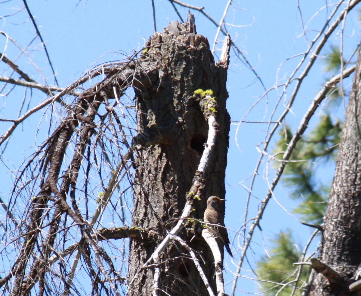 Northern Flicker - ML622240048