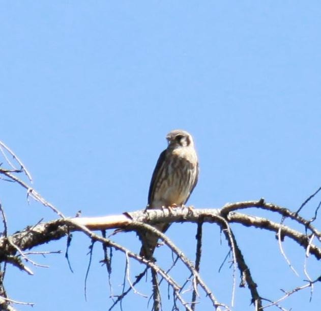 American Kestrel - ML622240056