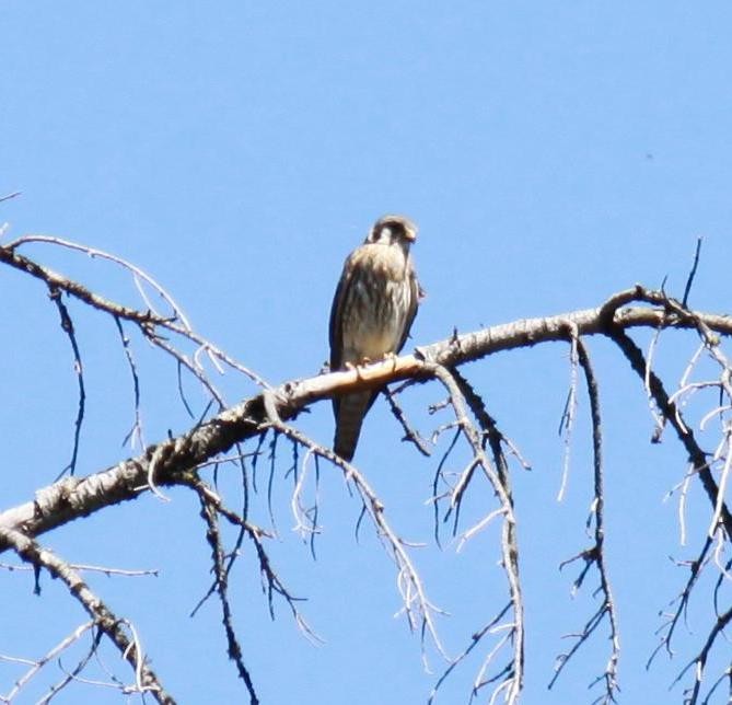 American Kestrel - ML622240057