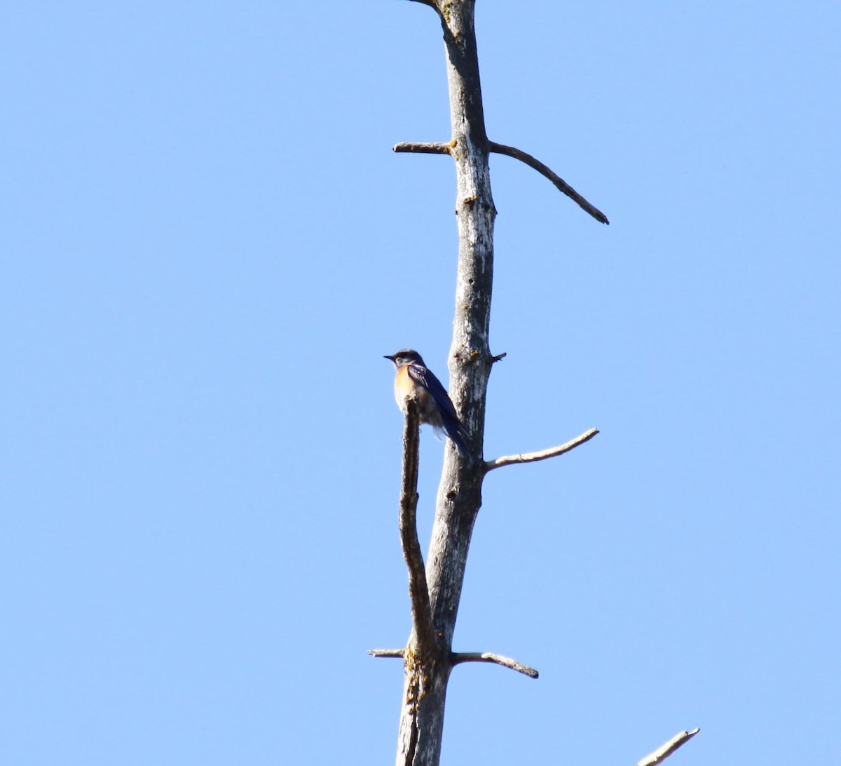 Western Bluebird - ML622240063