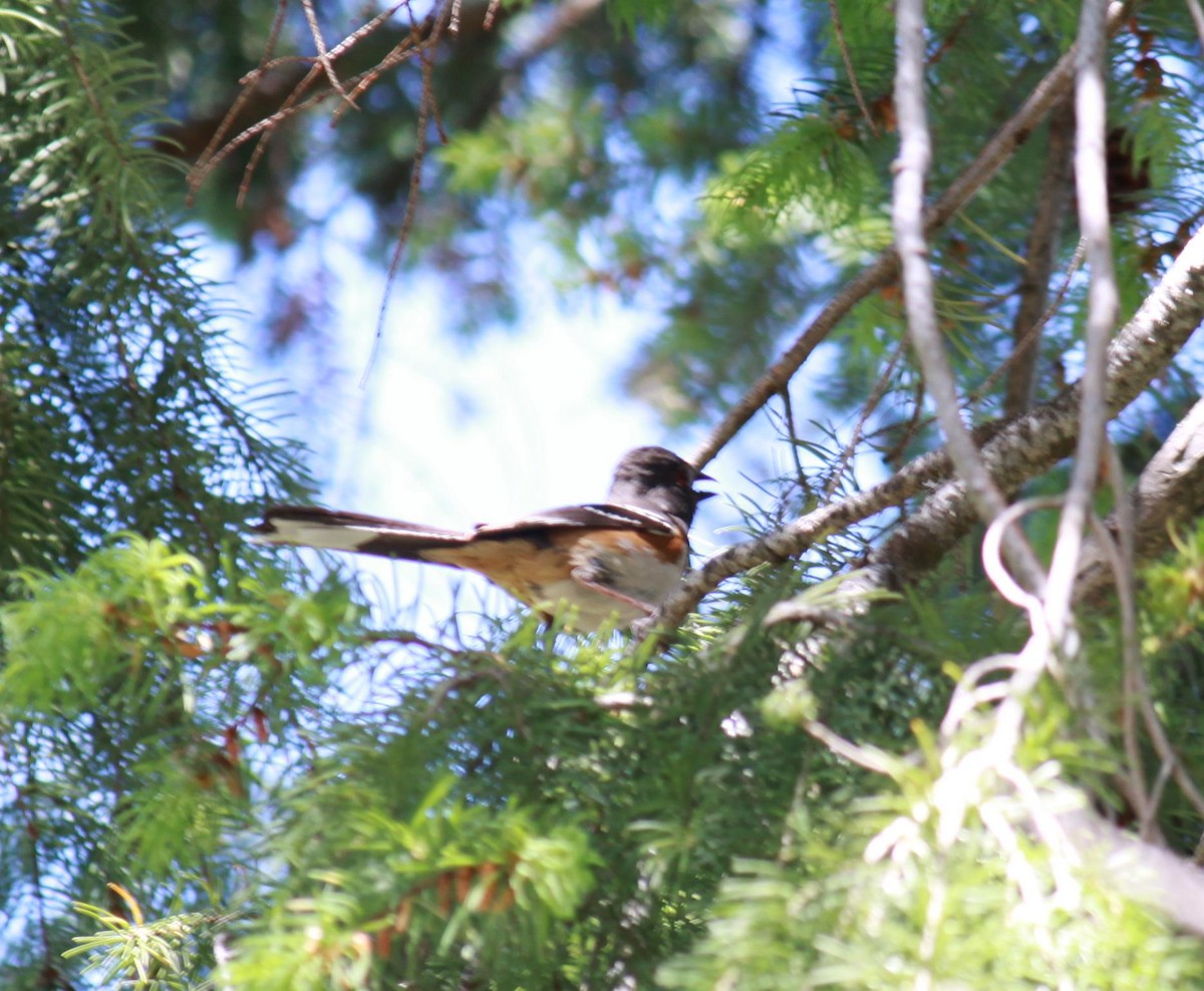 Spotted Towhee - ML622240070