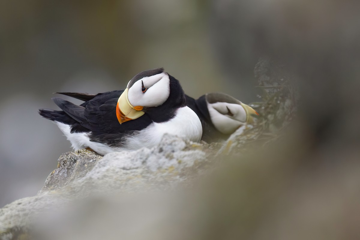 Horned Puffin - ML622240082