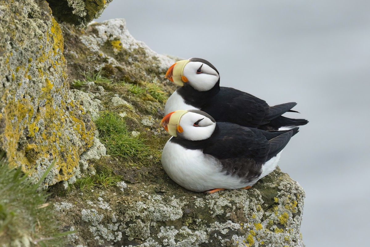 Horned Puffin - ML622240083