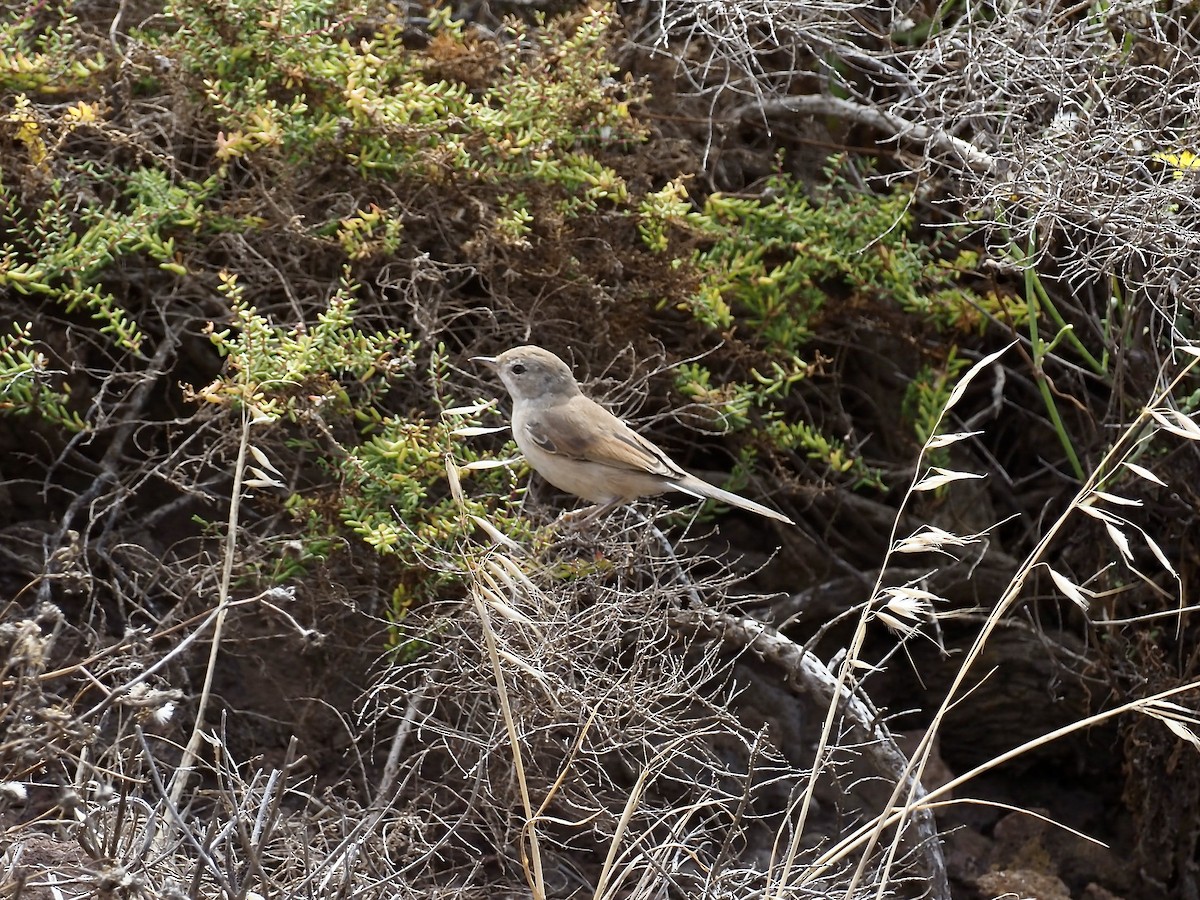 Spectacled Warbler - ML622240084