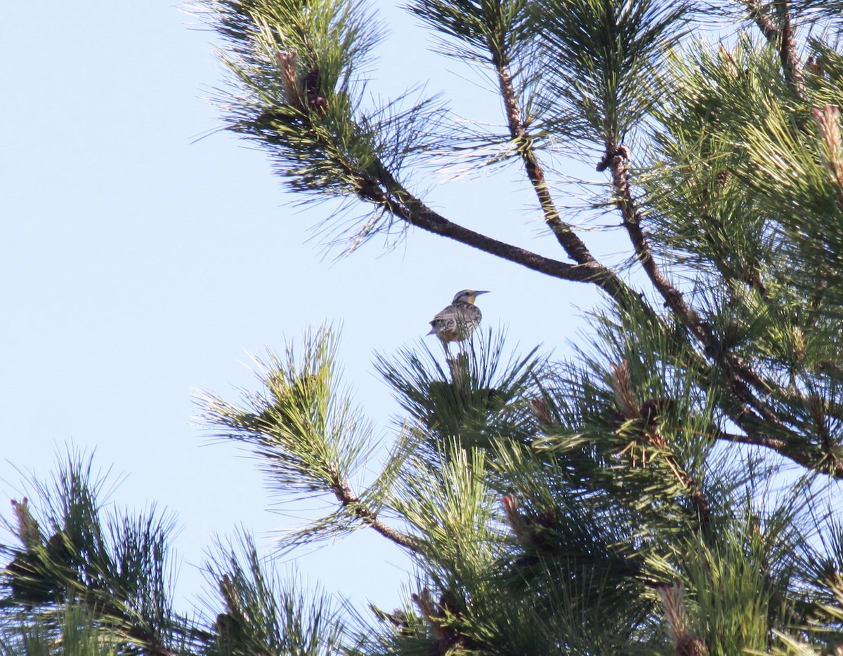 Western Meadowlark - ML622240109