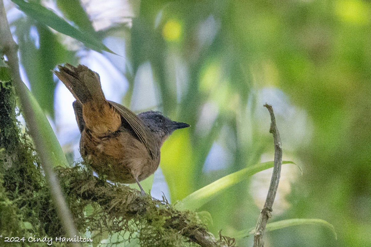 Black-eared Hemispingus - ML622240110