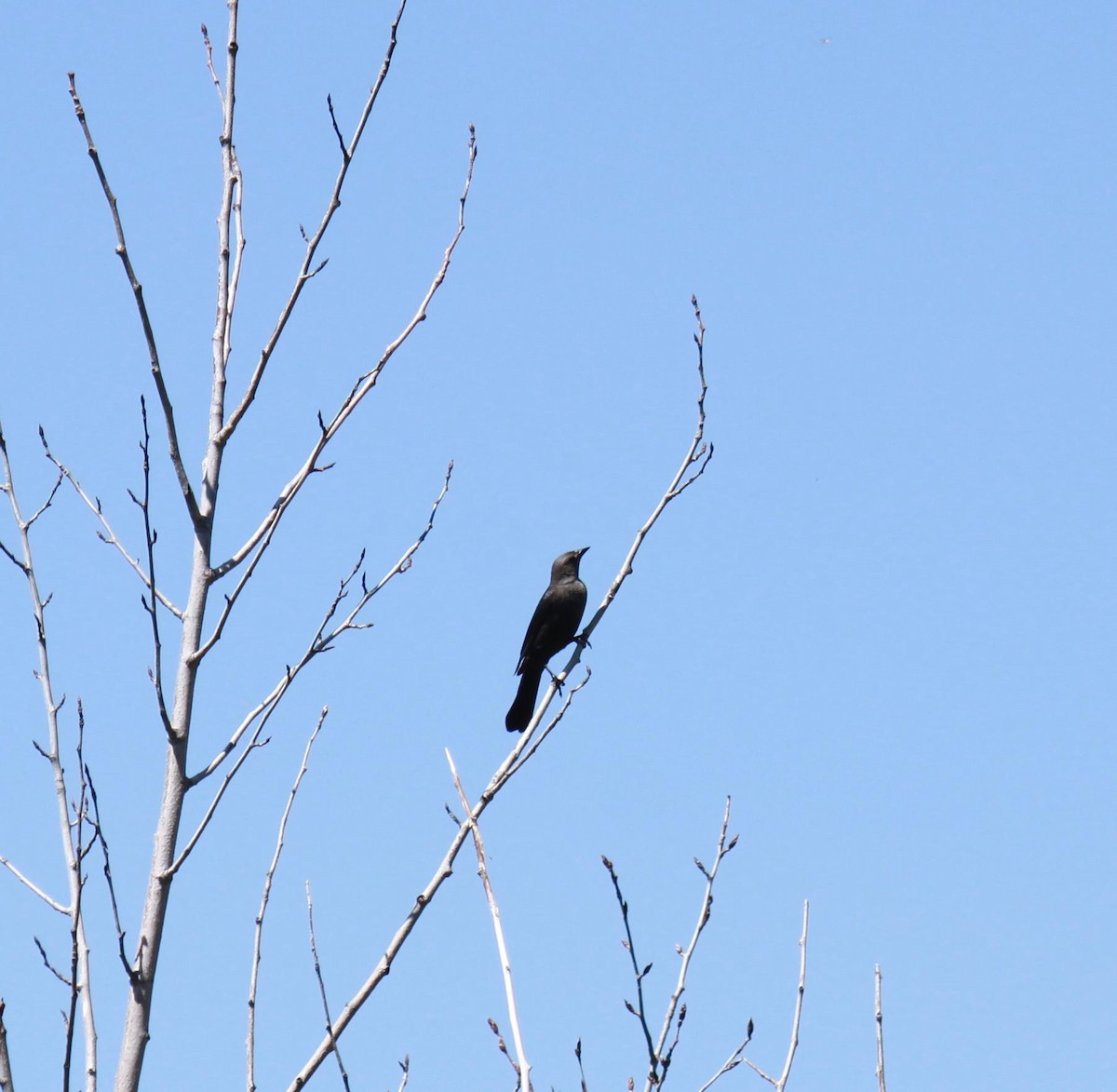 Brewer's Blackbird - ML622240119