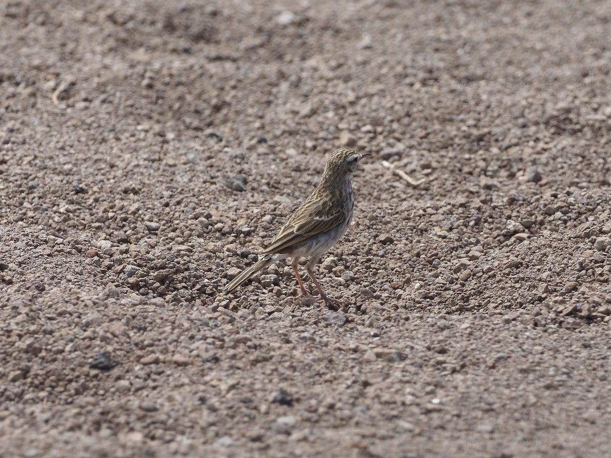 Berthelot's Pipit - ML622240121