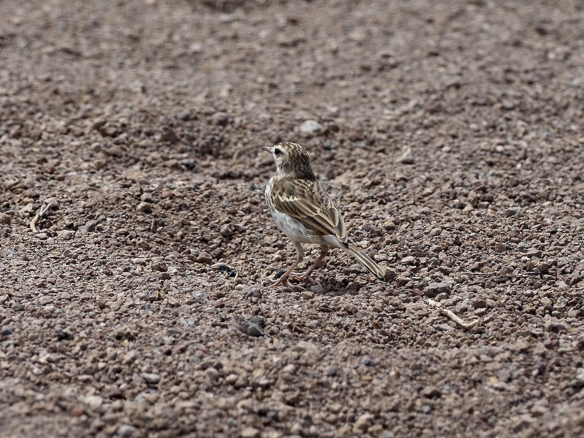 Berthelot's Pipit - ML622240122