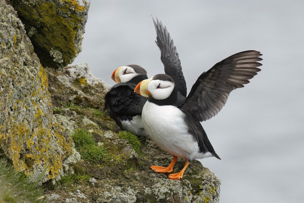 Horned Puffin - ML622240125