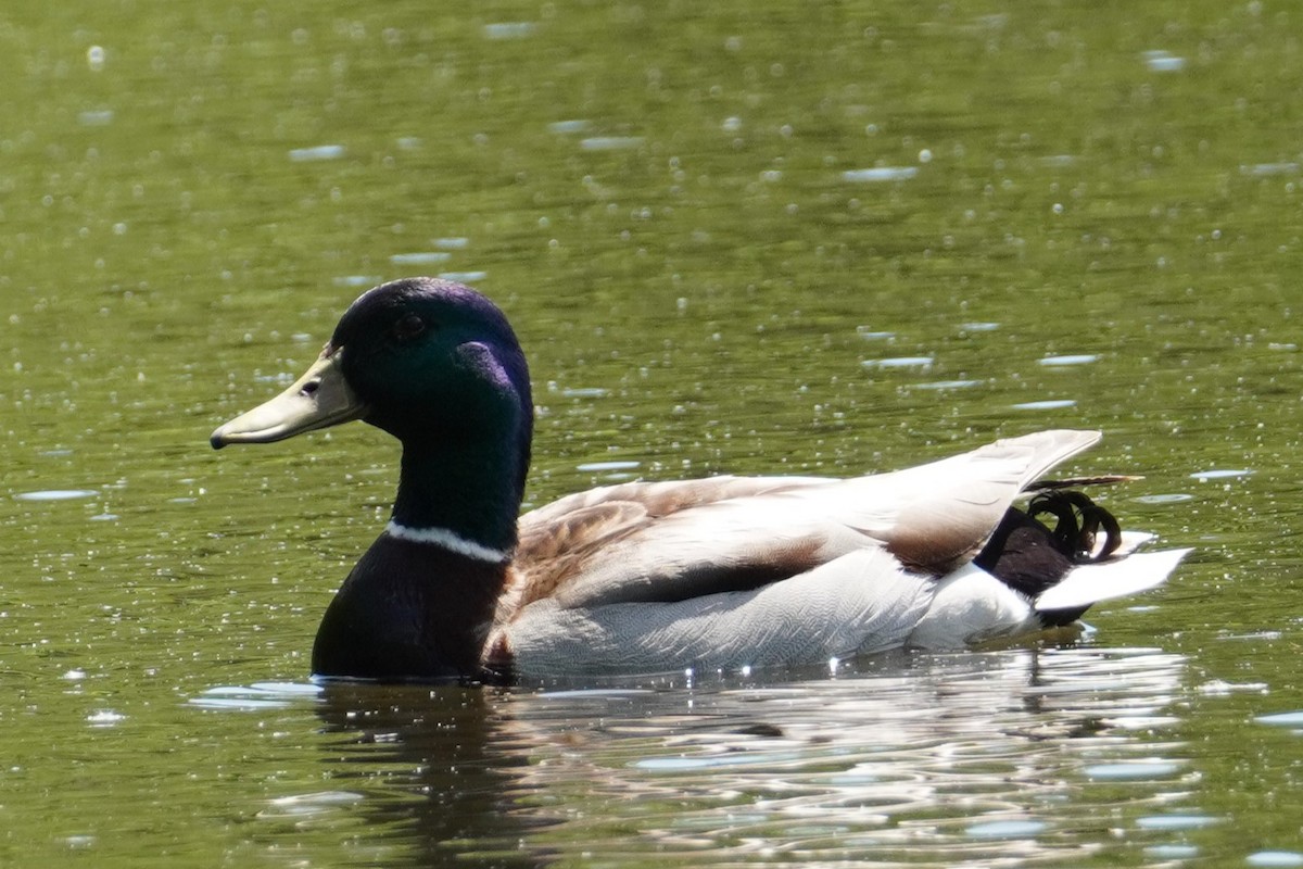 Mallard - ML622240164