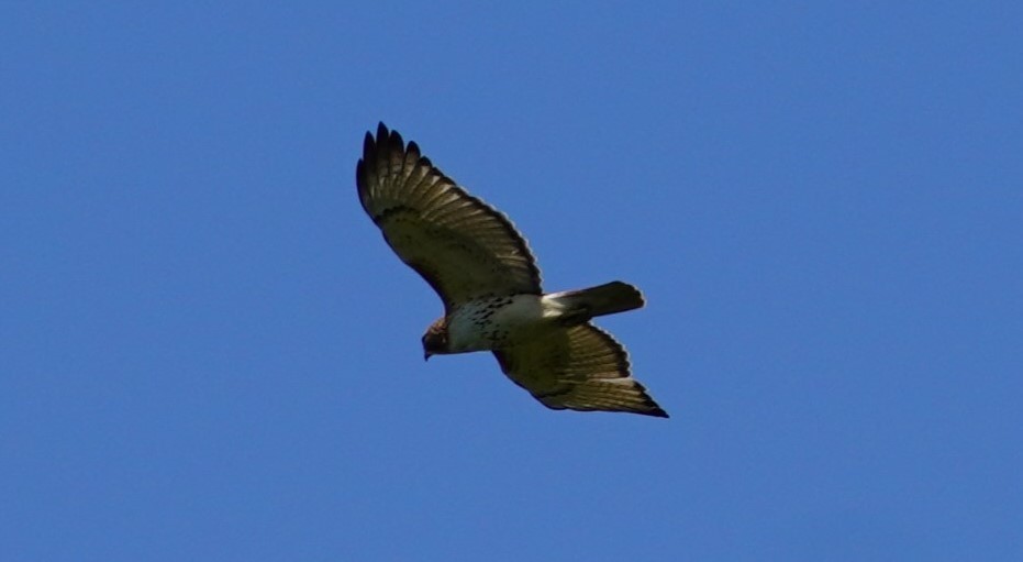 Red-tailed Hawk - ML622240165